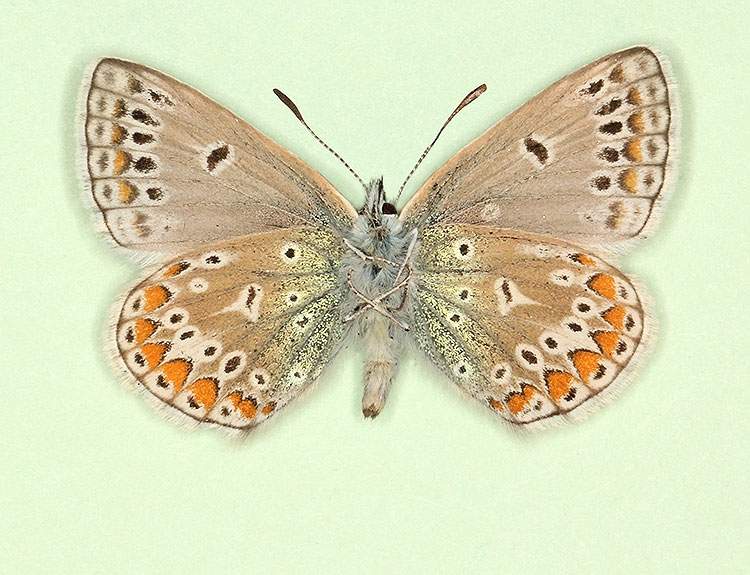 Polyommatus icarus male (aberrant form discreta 2) (Internet Image property of respective owner, non-commercial use only)